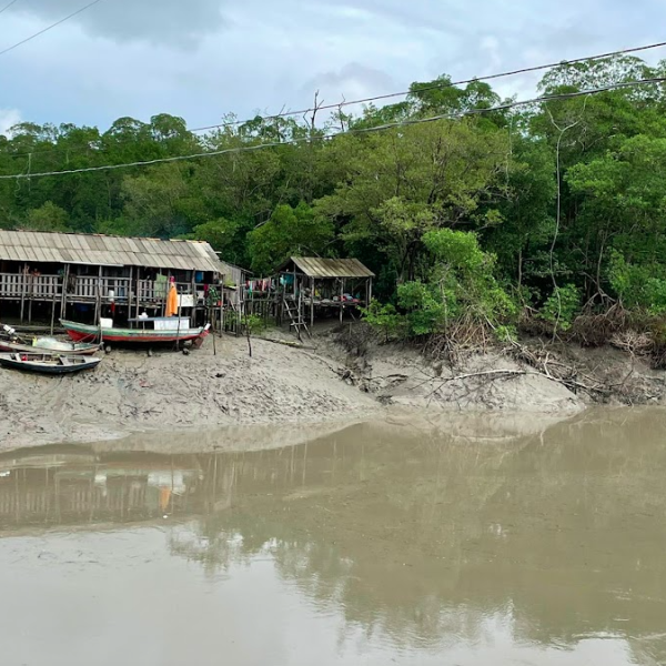 2022 -Amostragem nos manguezais do Pará
