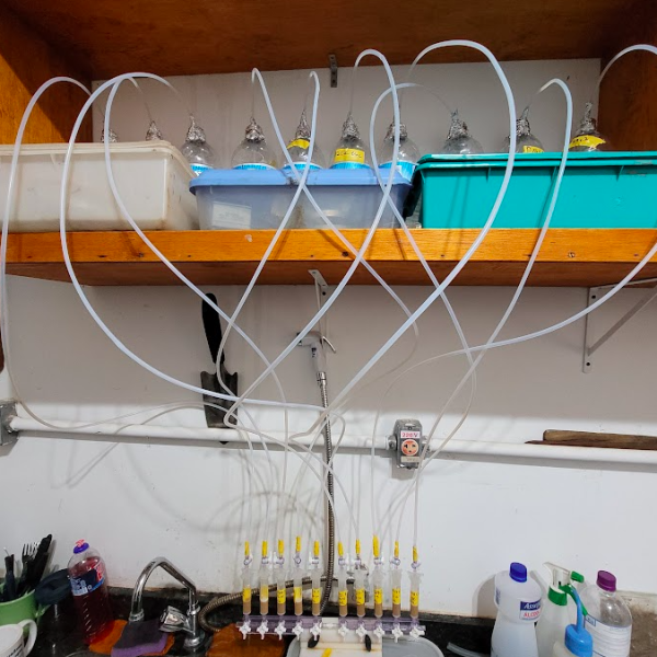 2023_Amostragem nos manguezais do Pará