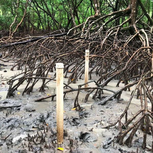 Amostragem nos manguezais do Pará-2022